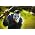 Thumbnail image of Flying Lotus