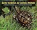 Box Turtle at Long Pond