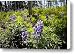 Purple Fireweed Flowers Carpet Canvas Print / Canvas Art - Artist Stephen St. John