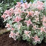 セダム「ピンキー」