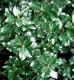 Jim Dandy Winterberry -Ilex-Male Pollinator for Female Winterberry-Proven Winner