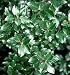 Jim Dandy Winterberry -Ilex-Male Pollinator for Female Winterberry-Proven Winner