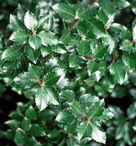 Jim Dandy Winterberry -Ilex-Male Pollinator for Female Winterberry-Proven Winner Jim Dandy Winterberry -Ilex-Male Pollinator for Female Winterberry-Proven Winner