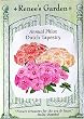 Phlox Dutch Tapestry Seeds 200 Seeds