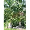 Kubanische K�nigspalme - 10 Samen -Roystonea regia - Palmensamen -