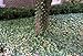 Thorndale English Ivy 48 Plants - Hardy Groundcover - 2 1/4