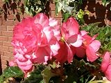Amazon / Hirts: Bulb; Begonia: Double Pink Trumpet Begonia - 1 Bulb