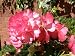 Double Pink Trumpet Begonia - 1 Bulb
