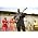 Vignette de Andy Palacio & the Garifuna Collective