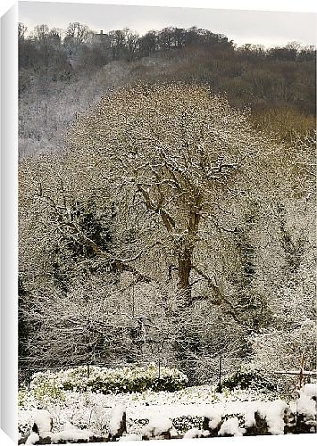 Canvas Prints of A beautiful winters scene from Country Life 