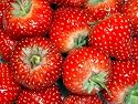 STRAWBERRY - TEMPTATION SEEDS - FRUIT GARDEN