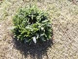 Fresh Cut Frasier Fir Christmas Wreaths (24 Inch) with Red Bow