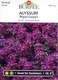 Amazon / Hirts: Seed; Annual: Burpee Royal Carpet Alyssum - 1000 Seeds