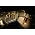 Thumbnail image of The Gaslight Anthem