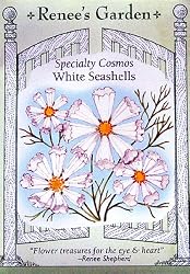 Cosmos White Seashells Seeds 55 Seeds