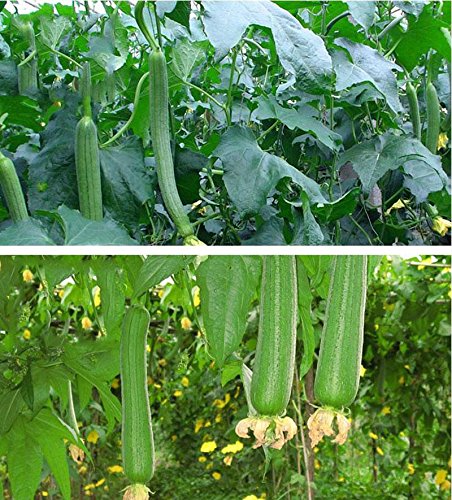 CrazyDeal Luffa Various Vegetable Garden Seeds Non-gmo Hybrid organic CrazyDeal Luffa Various Vegetable Garden Seeds Non-gmo Hybrid organic