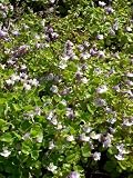 Eigenschaften Dachstauden  / Cymbalaria muralis - Mauer-Zimbelkraut, 6 Pflanzen