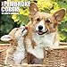 2016 Just Pembroke Corgis Wall Calendar