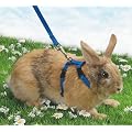 Van Riel - Harnais et laisse en nylon pour petits lapins