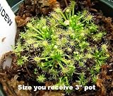Spoonleaf Sundew Plant -Drosera intermedia- Carnivorous
