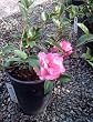 Camellia Chansonette One Gallon Plant