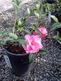 Camellia Chansonette One Gallon Plant