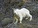 Jigsaw of Rocky Mountain Goat - On steep cliff from Ardea