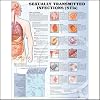 Sexually Transmitted Infections Anatomical Chart