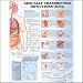 Sexually Transmitted Infections (STIs) Anatomical Chart Unmounted