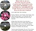 The Guerilla Marketing, Building Effective Lead Capture Web Pages, Sales Letters for Vacuum Cleaner Bags Businesses