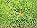 Quick-Snap In-Ground 4-Inch Pop-Up Adjustable Spray With Quick Hose Connector, AYK-621