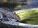 Jigsaw of Summer heatwave squirrel from Press Association Images