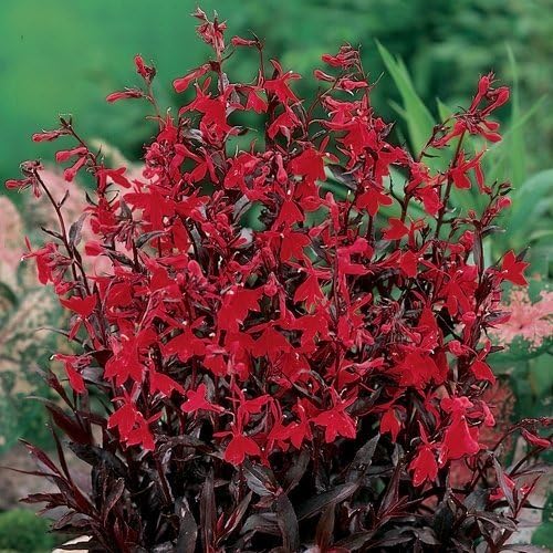 CARDINAL LOBELIA-Red "Cardinalis"  30+Perennial Seeds