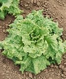 Black Seeded Simpson Lettuce Seeds - Lactuca Sativa - 0.5 Grams - Approx 400 Gardening Seeds - Vegetable Garden Seed