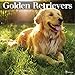 TF Publishing 171006 Wall Calendar 2017, Golden Retrievers