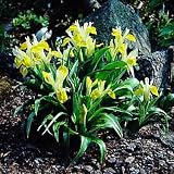 Golden Juno Bucharica Iris 10 Seeds - Perennial