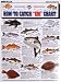 Tight Lines Saltwater Fish Chart #2