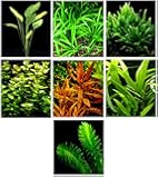 15 Live Aquarium Plants / 7 Different Kinds - Amazon Sword, Java Fern, Egeria and much more! Great plant sampler for 4-5 gal. mini- tanks!