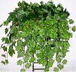Large Maple Ivy Shelf Plant