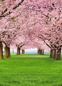 musique cerisier en fleur