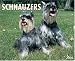 Book Just Schnauzers 2006 16-Month Wall Calendar