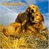 Golden Retrievers 2008 Square Wall Calendar