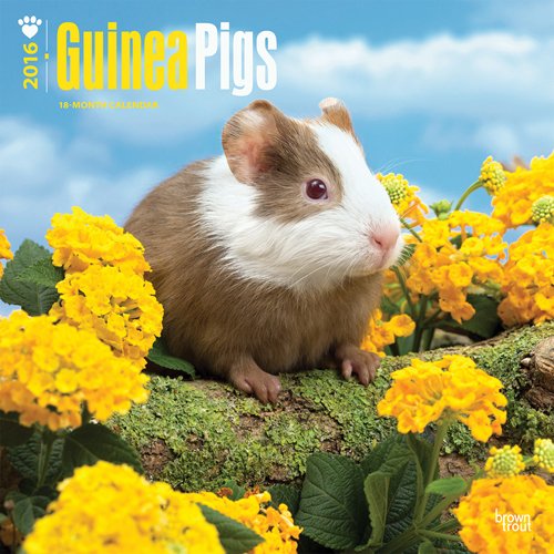 Guinea Pigs 2016 Square 12x12 (Multilingual Edition)