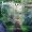 Songs from a Secret Garden