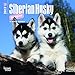 Siberian Husky Puppies 2017 Calendar