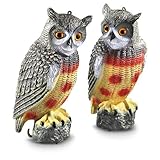 2 Owl