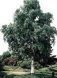 Amazon / Hirts: Birch: Whitebarked Himalayan Birch - Betula - Outside or Bonsai