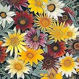 Amazon / Hirt's: Talant Treasure Flower Gazania 20 Seeds - Annual