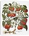 Canvas Prints of TOMATO, 1613. The tomato (Lycopersicon esculentum). Engraving for Basilius from Granger Art on Demand