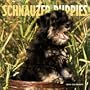 Schnauzer Puppies 2004 Calendar